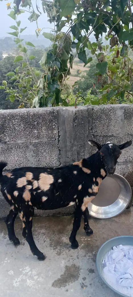 Beautiful Tedda Male for sale — photo 3