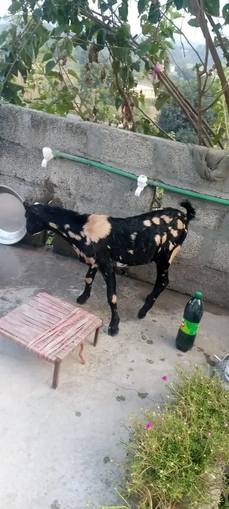 Beautiful Tedda Male for sale — photo 5