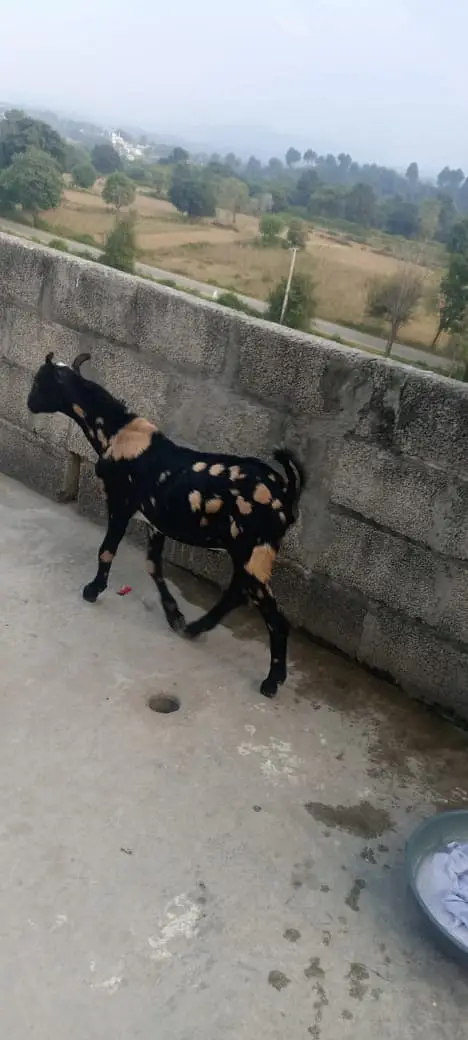 Beautiful Tedda Male for sale — photo 6