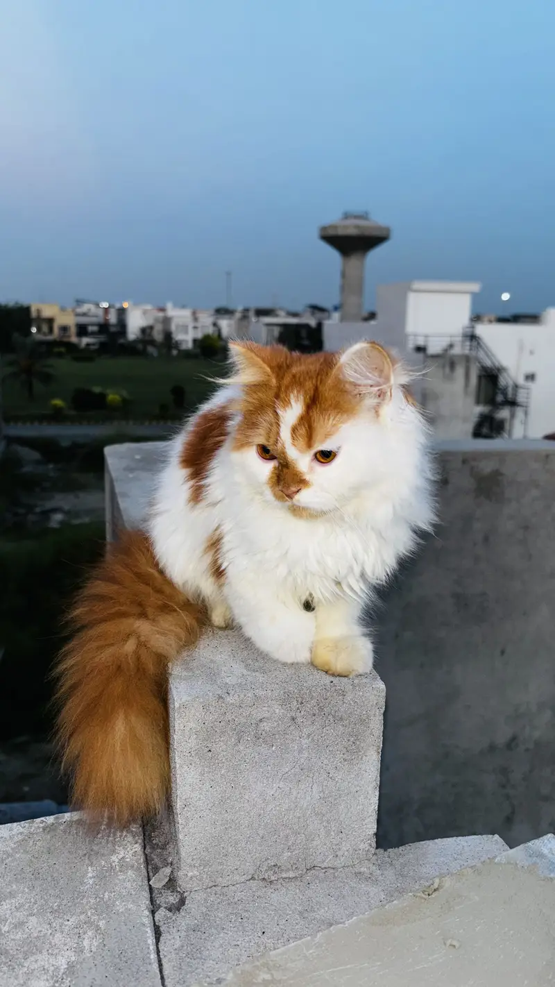 Tripple Coated Fluffy Bi-Color Persian Kitten for Sale (Semi Punch) — photo 2