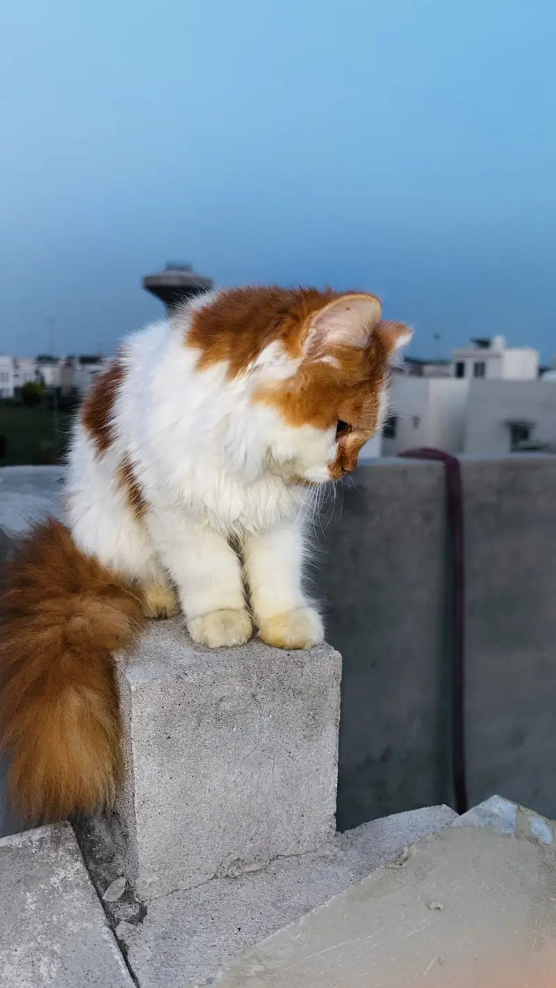 Tripple Coated Fluffy Bi-Color Persian Kitten for Sale (Semi Punch) — photo 3