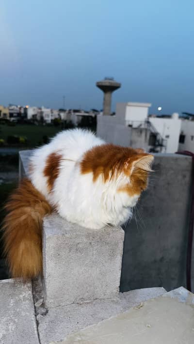 Tripple Coated Fluffy Bi-Color Persian Kitten for Sale (Semi Punch)