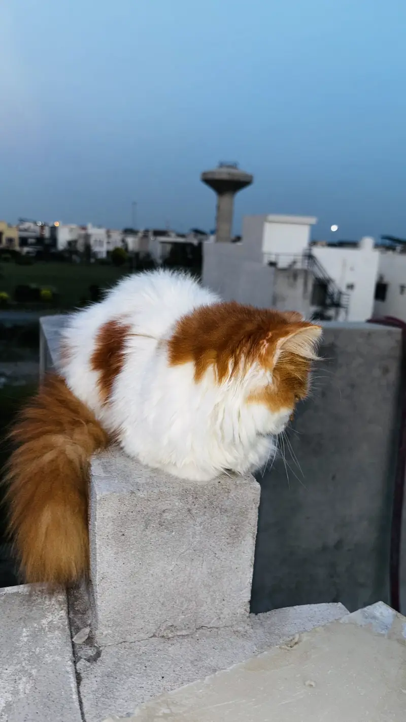 Tripple Coated Fluffy Bi-Color Persian Kitten for Sale (Semi Punch) — photo 4