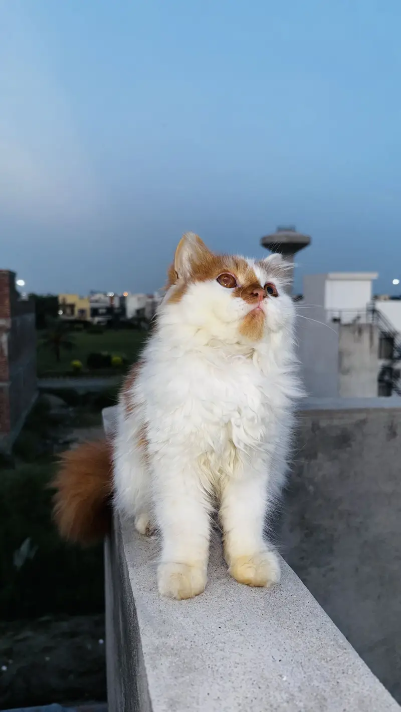 Tripple Coated Fluffy Bi-Color Persian Kitten for Sale (Semi Punch) — photo 5
