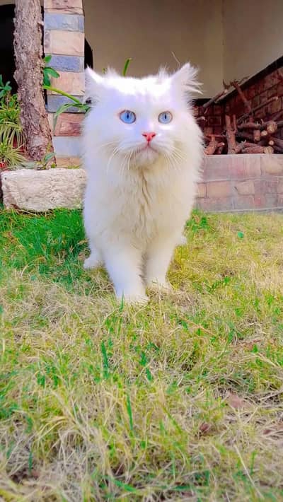 Persian White Cat