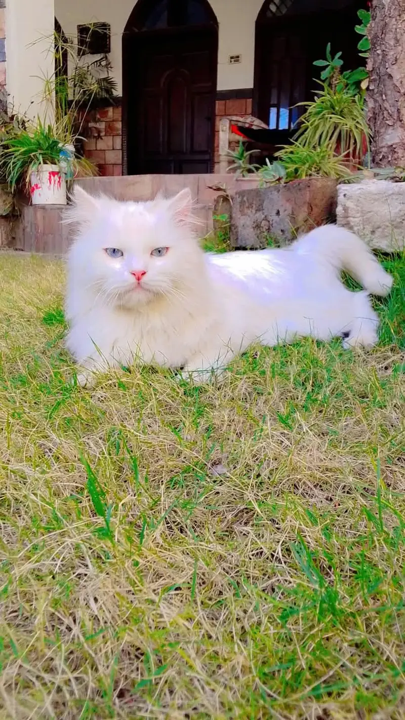 Persian White Cat — photo 2