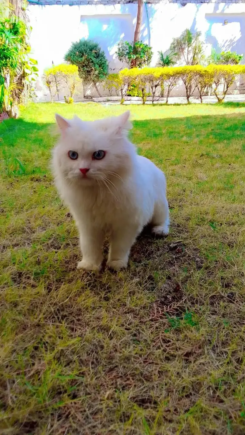 Persian White Cat — photo 3