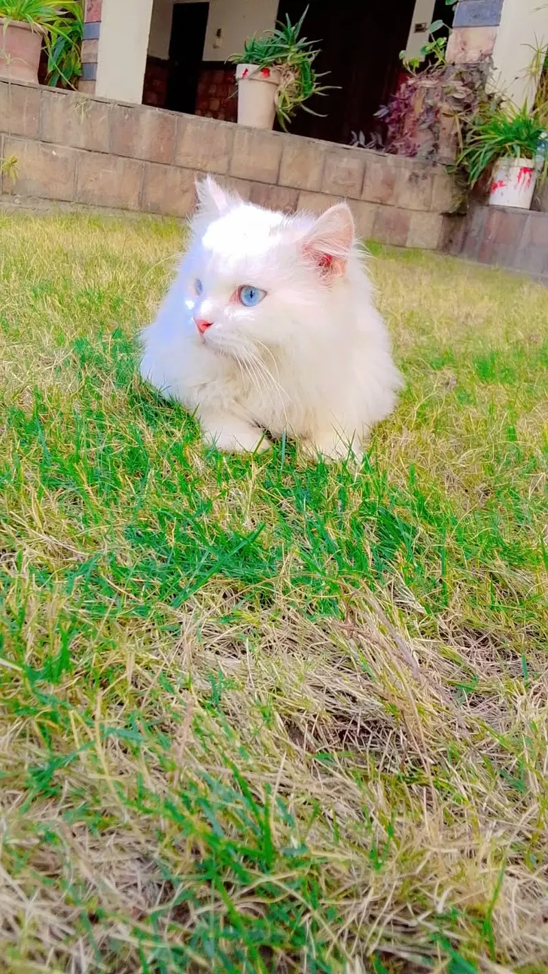 Persian White Cat — photo 4
