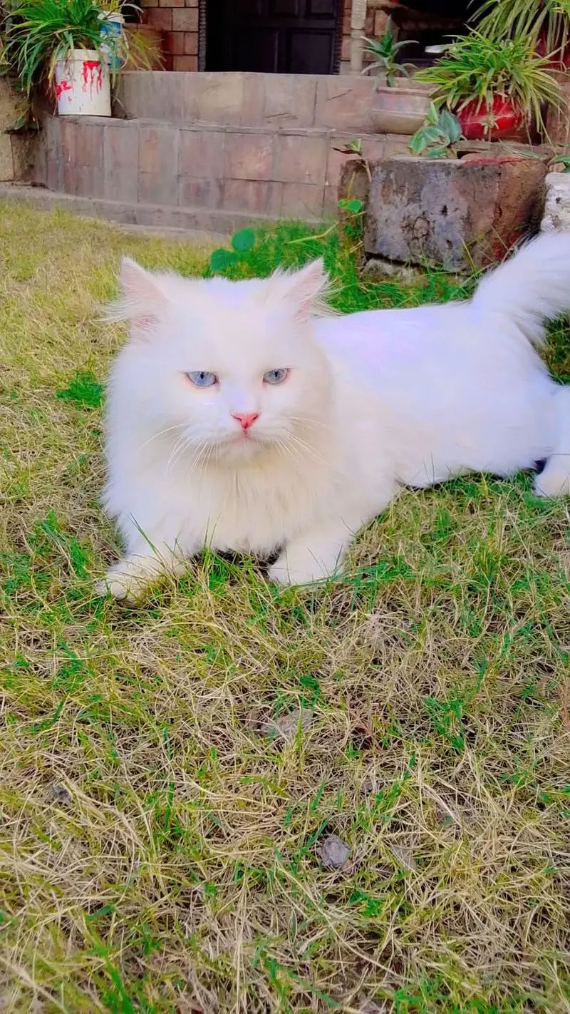 Persian White Cat — photo 5
