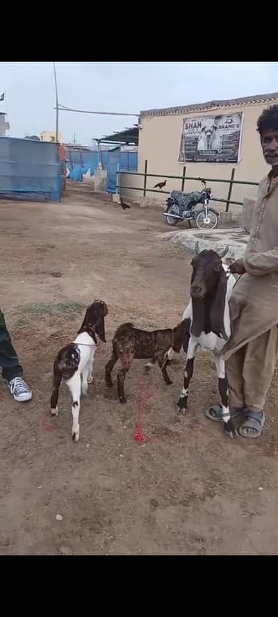 Kamori Bakri with Two pairs kids