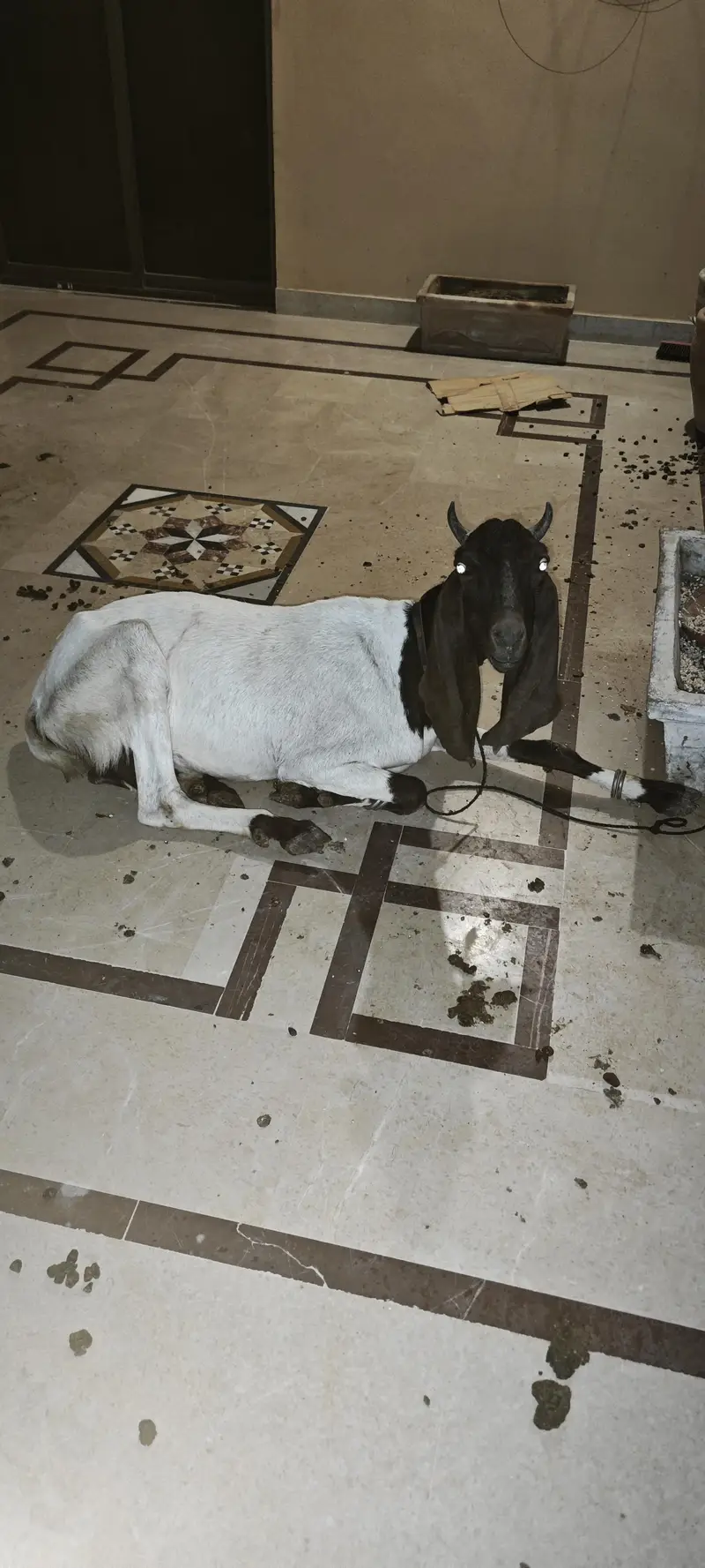 Kamori Bakri with Two pairs kids — photo 3