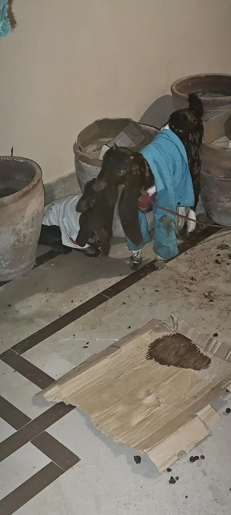 Kamori Bakri with Two pairs kids — photo 4