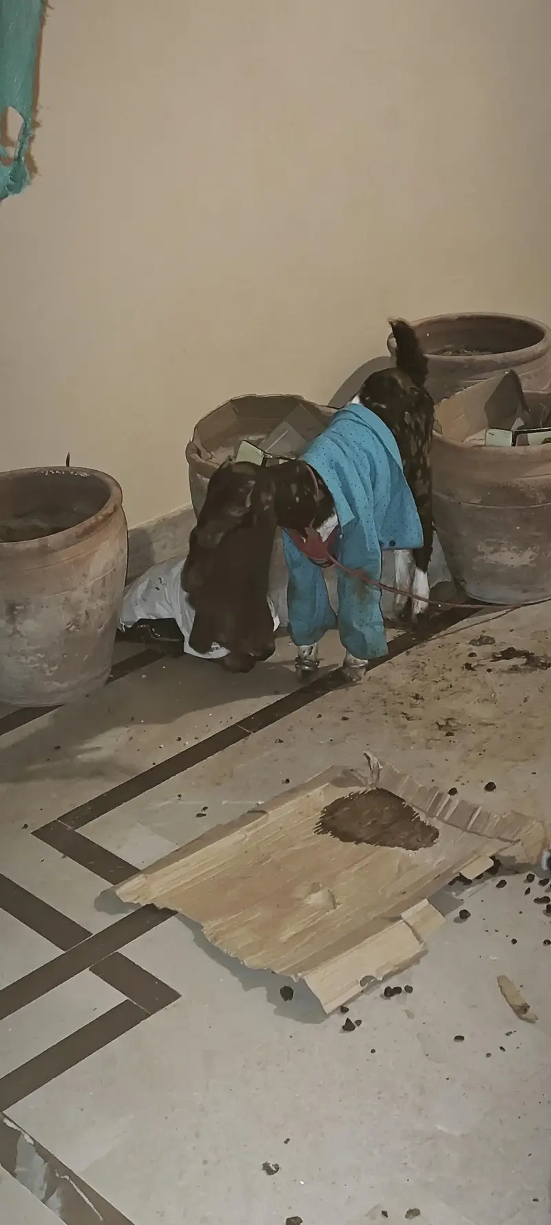 Kamori Bakri with Two pairs kids — photo 5