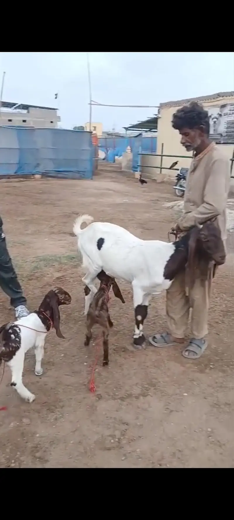 Kamori Bakri with Two pairs kids — photo 7