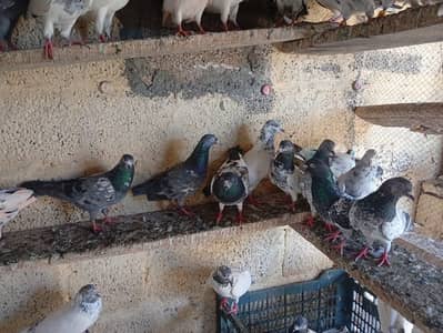 High flyiing pigeons