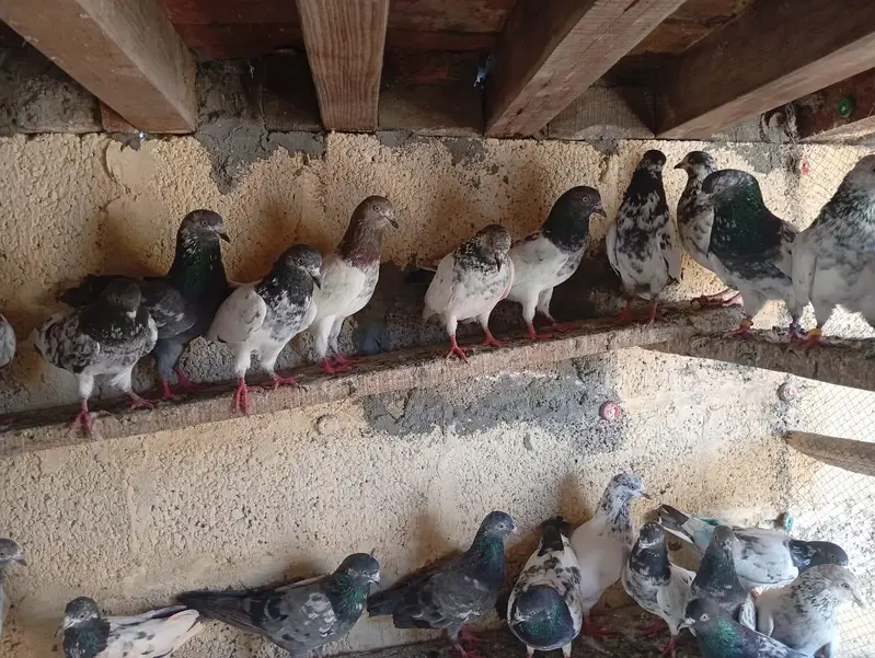 High flyiing pigeons — photo 2