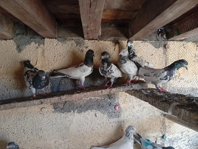 High flyiing pigeons — photo 3