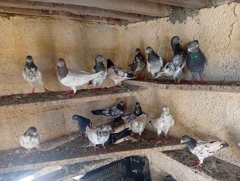 High flyiing pigeons — photo 4