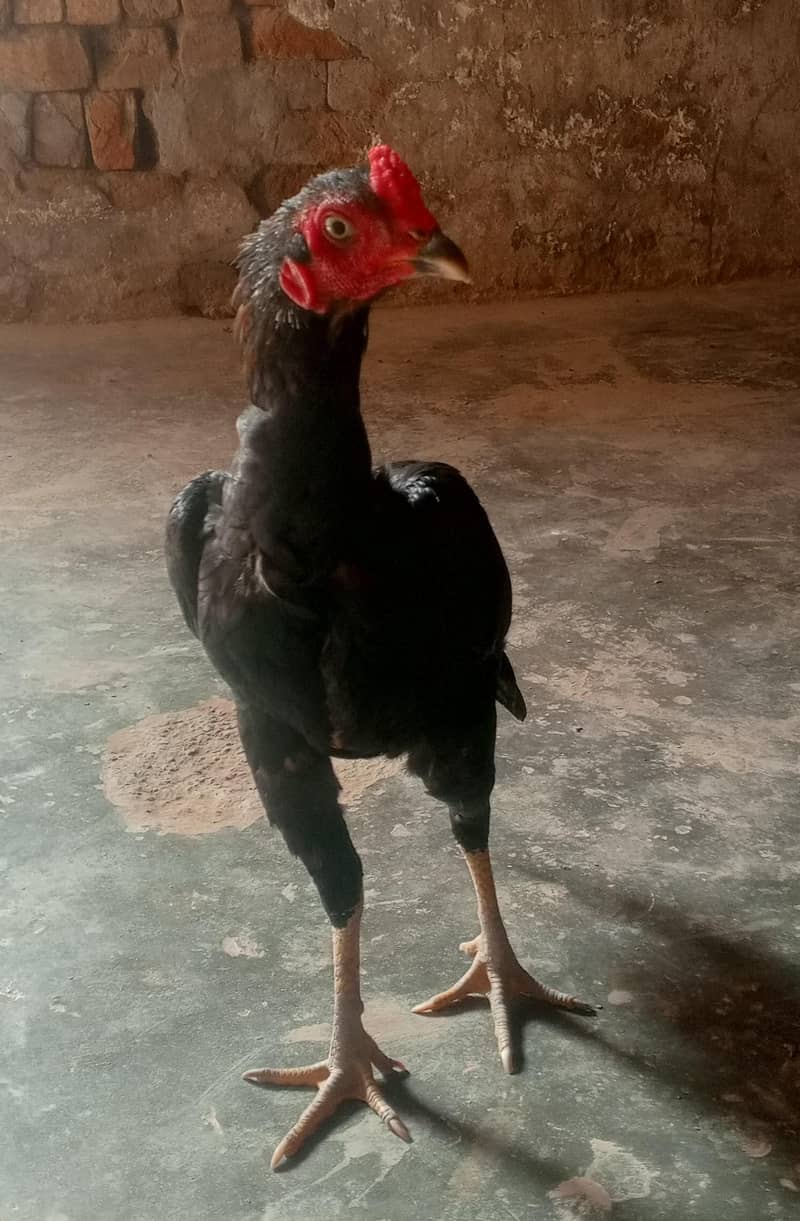 Mushka Vietnamese Cross Aseel Murgha For Sale 1