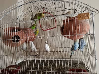 Australian parrot for sall 11 ha total wight 3 johray 4 red eyes