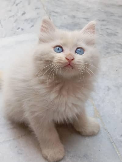 white persian kittens