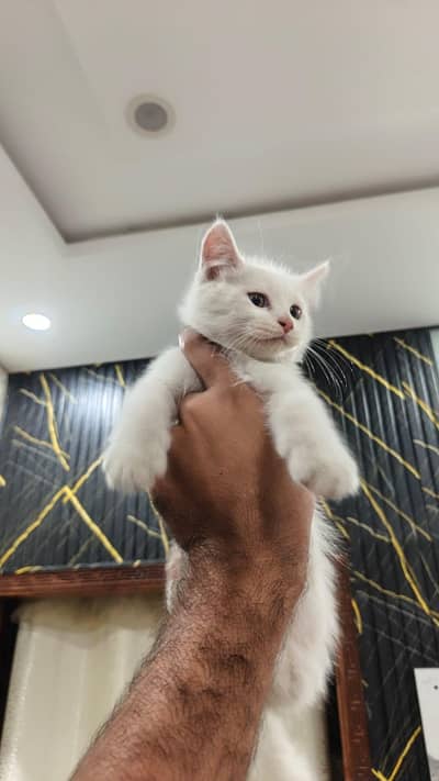 white persian kitten