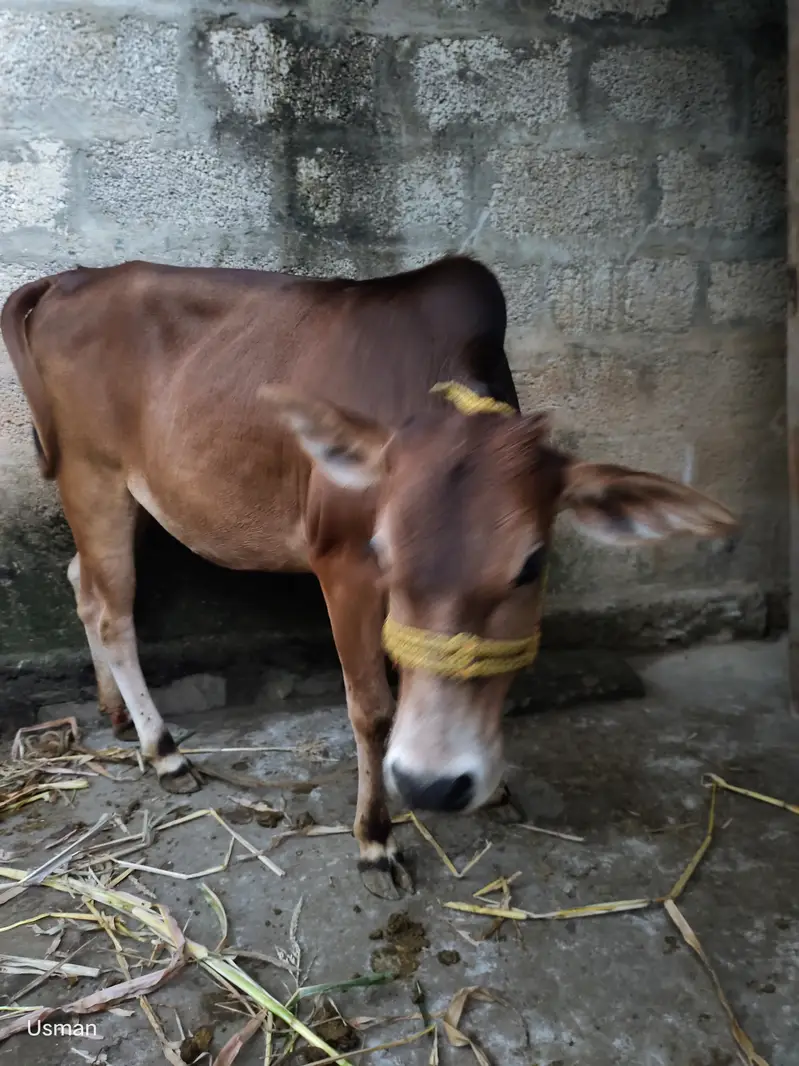 (بچھڑی( ایک سال کی — photo 2