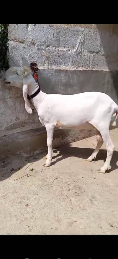 3 LARKANA DUMBA Sale location Karachi ORANGI Twon