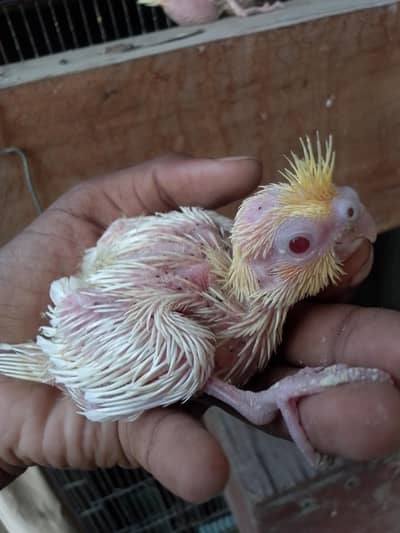 Cocktail Baby
