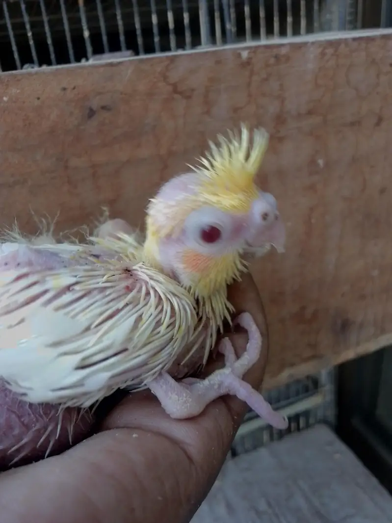 Cocktail Baby — photo 3