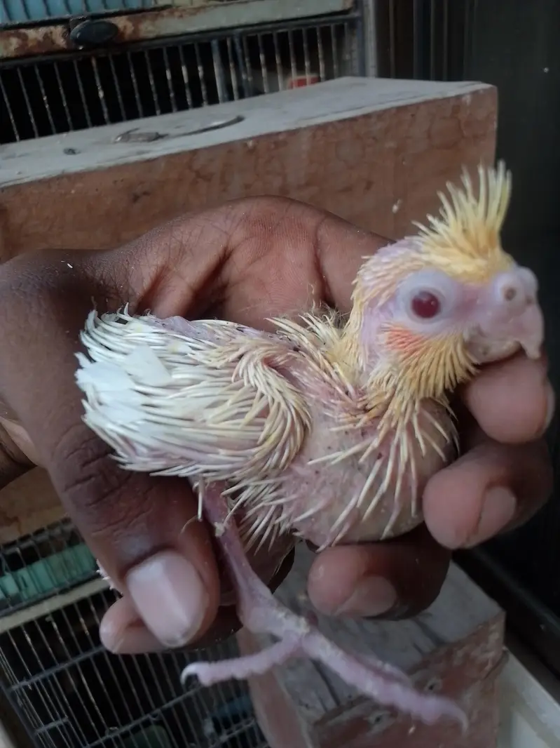 Cocktail Baby — photo 4
