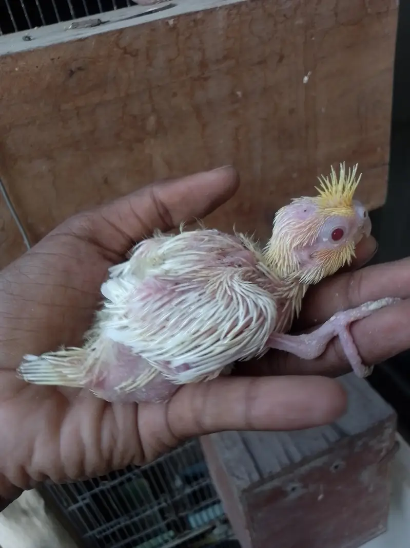 Cocktail Baby — photo 7