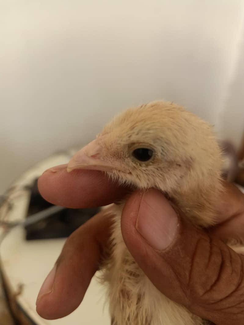 Beautiful chicks 1