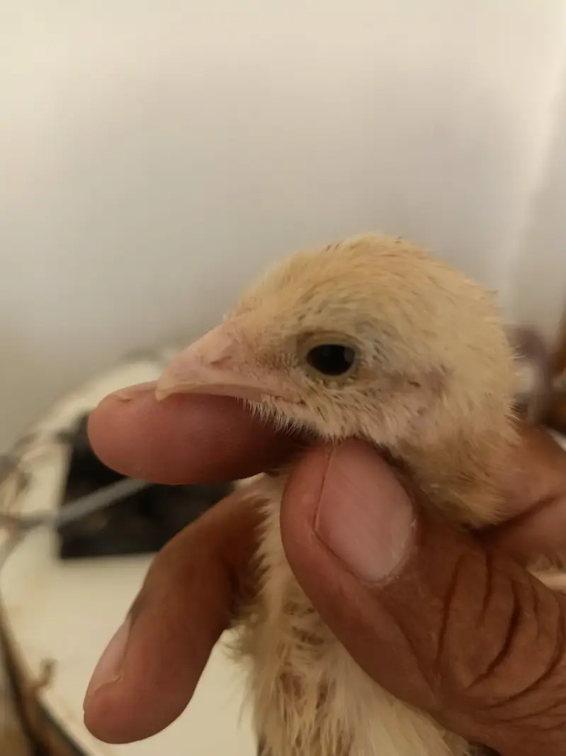 Beautiful chicks — photo 2