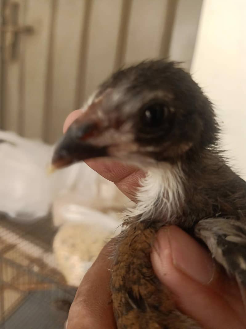Beautiful chicks 2