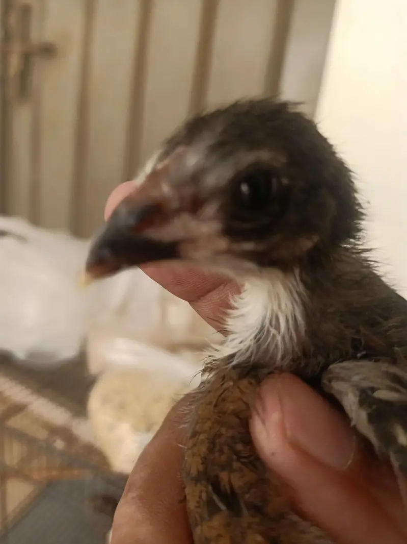 Beautiful chicks — photo 3