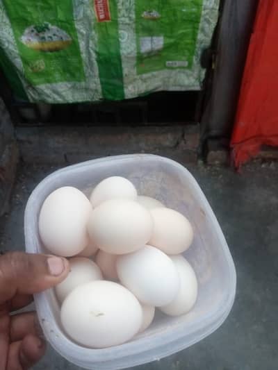 Fertile Egg Available breed silver golden.