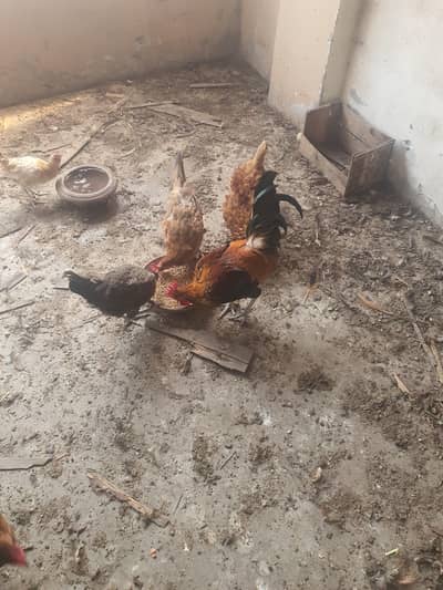 1 male 5 female       03237262526
