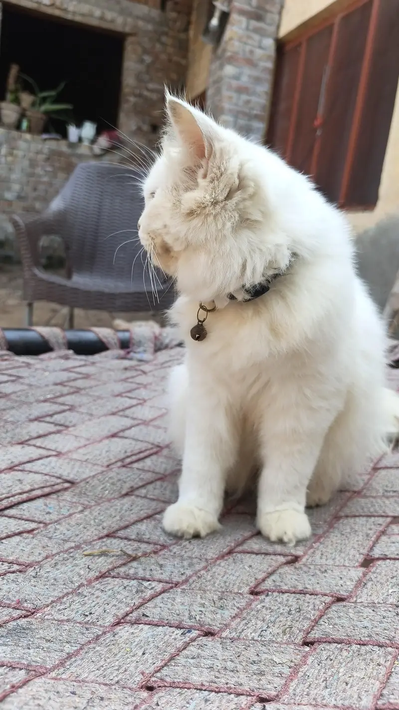male ha — photo 2