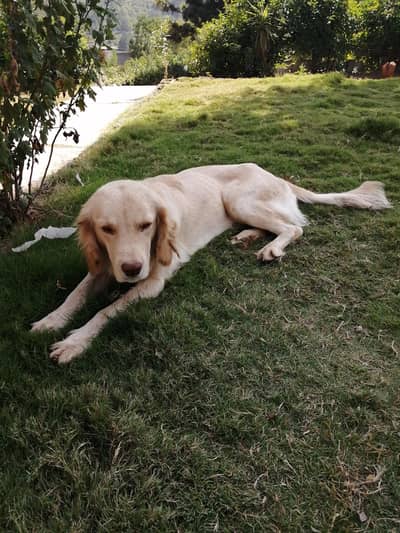 orignal Golden retriever dog for sale high quality