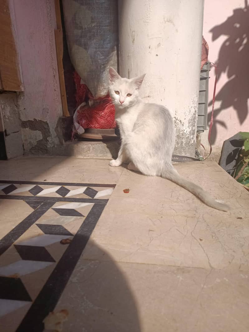 white cat 0