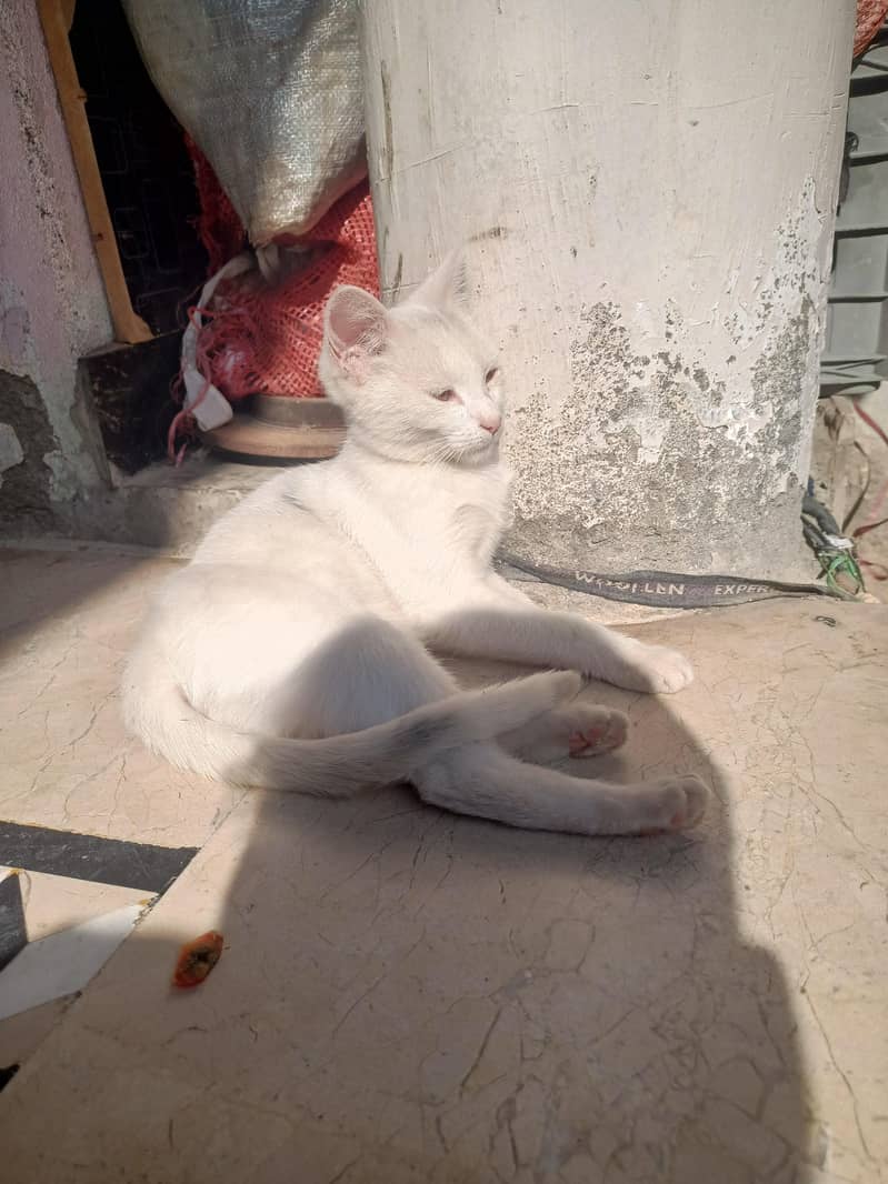 white cat 1