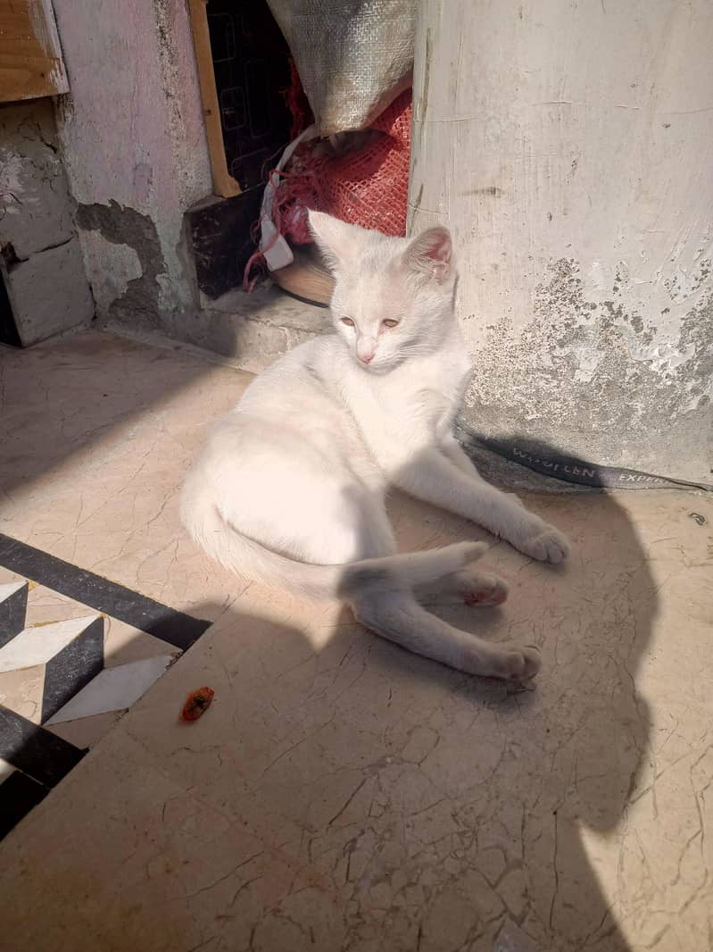 white cat 2