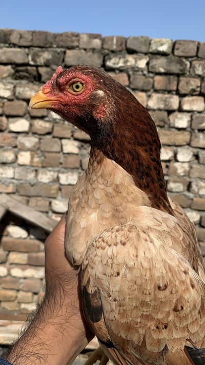 Amroha Aseel home Breed