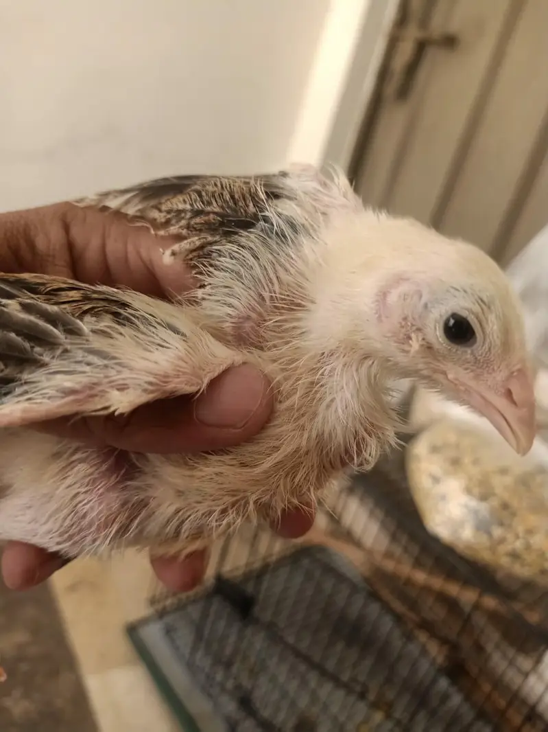 Beautiful chicks — photo 4