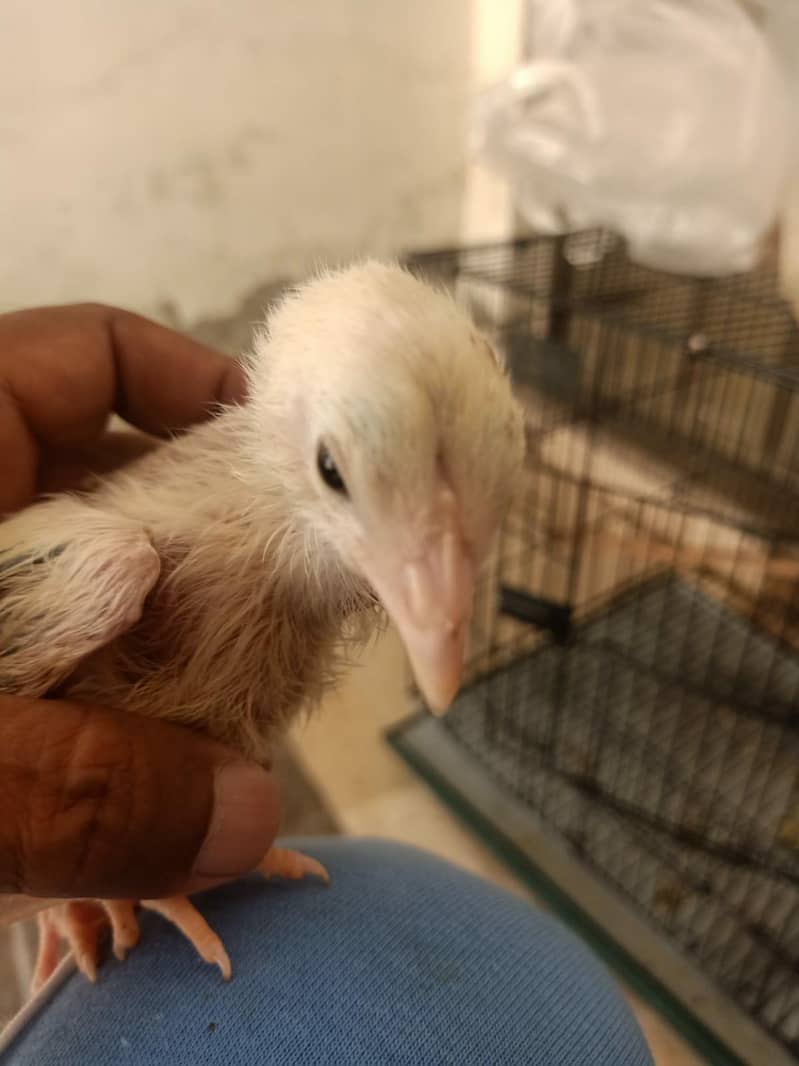 Beautiful chicks 4