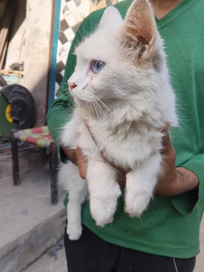 Persian cat female or female healthier active