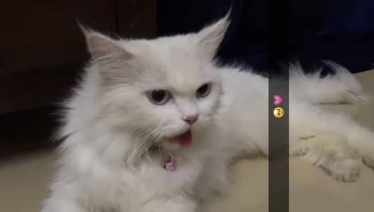 Male Persian Cat