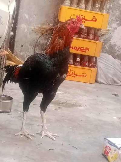 arjant sall karny hy