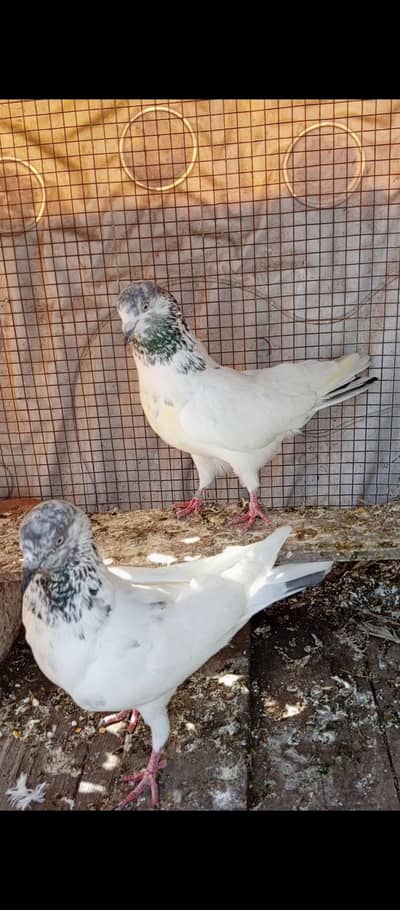 pair for sale